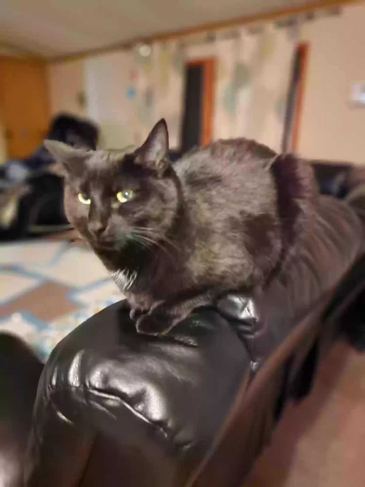 Lost cat in Wilmington, OH, 45177