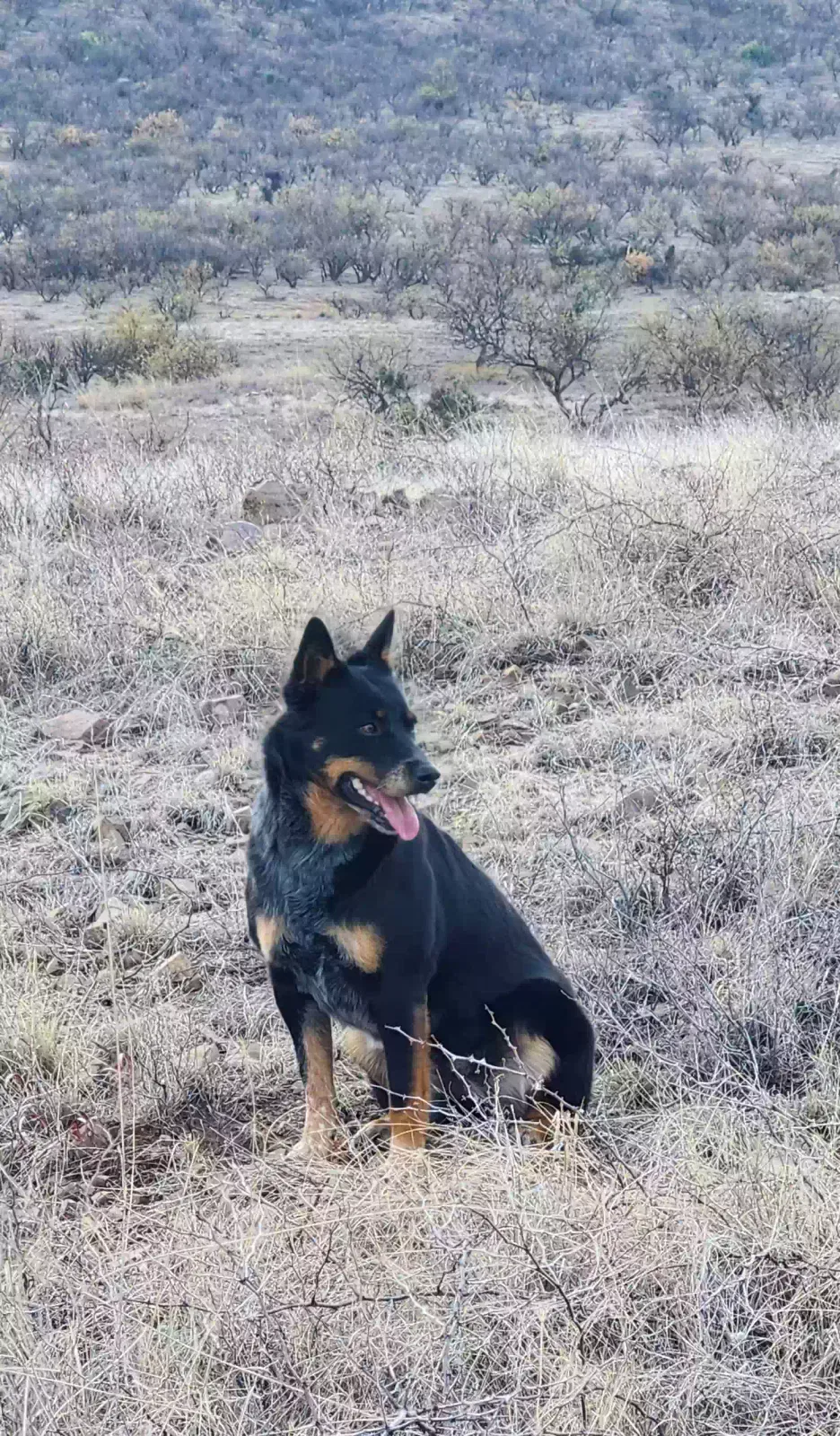 Lost dog in Green Valley, AZ, 85614