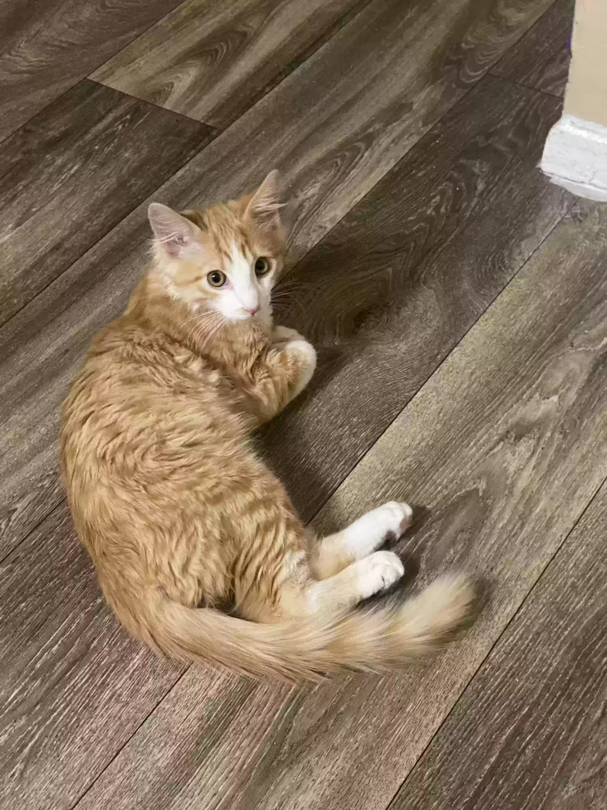 Lost cat in Phoenix, AZ, 85017