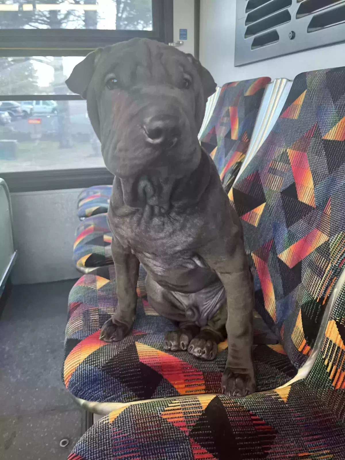 Lost dog in Denver, CO, 80229
