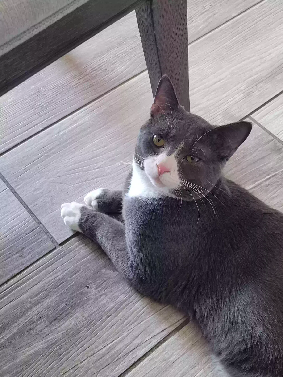 Lost cat in Queen Creek, AZ, 85142