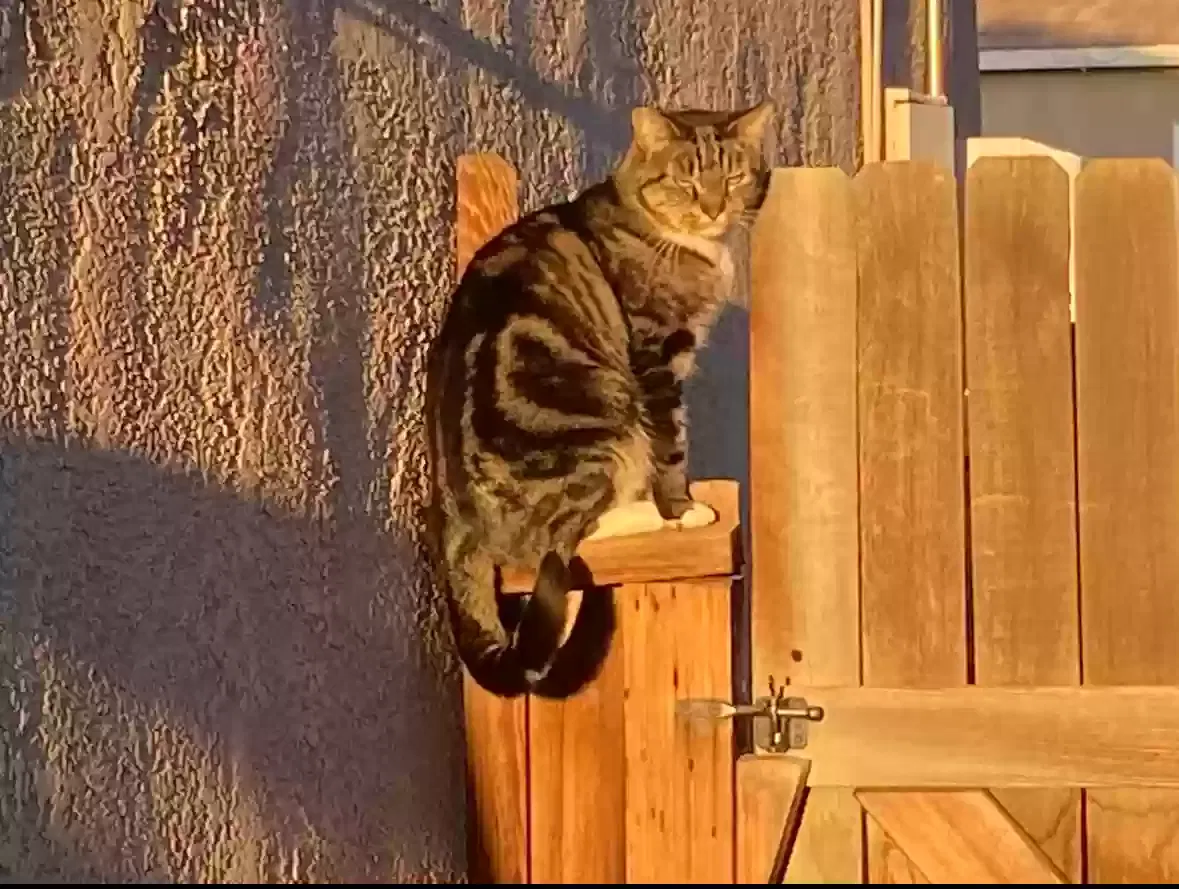 Lost cat in Bakersfield, CA, 93314