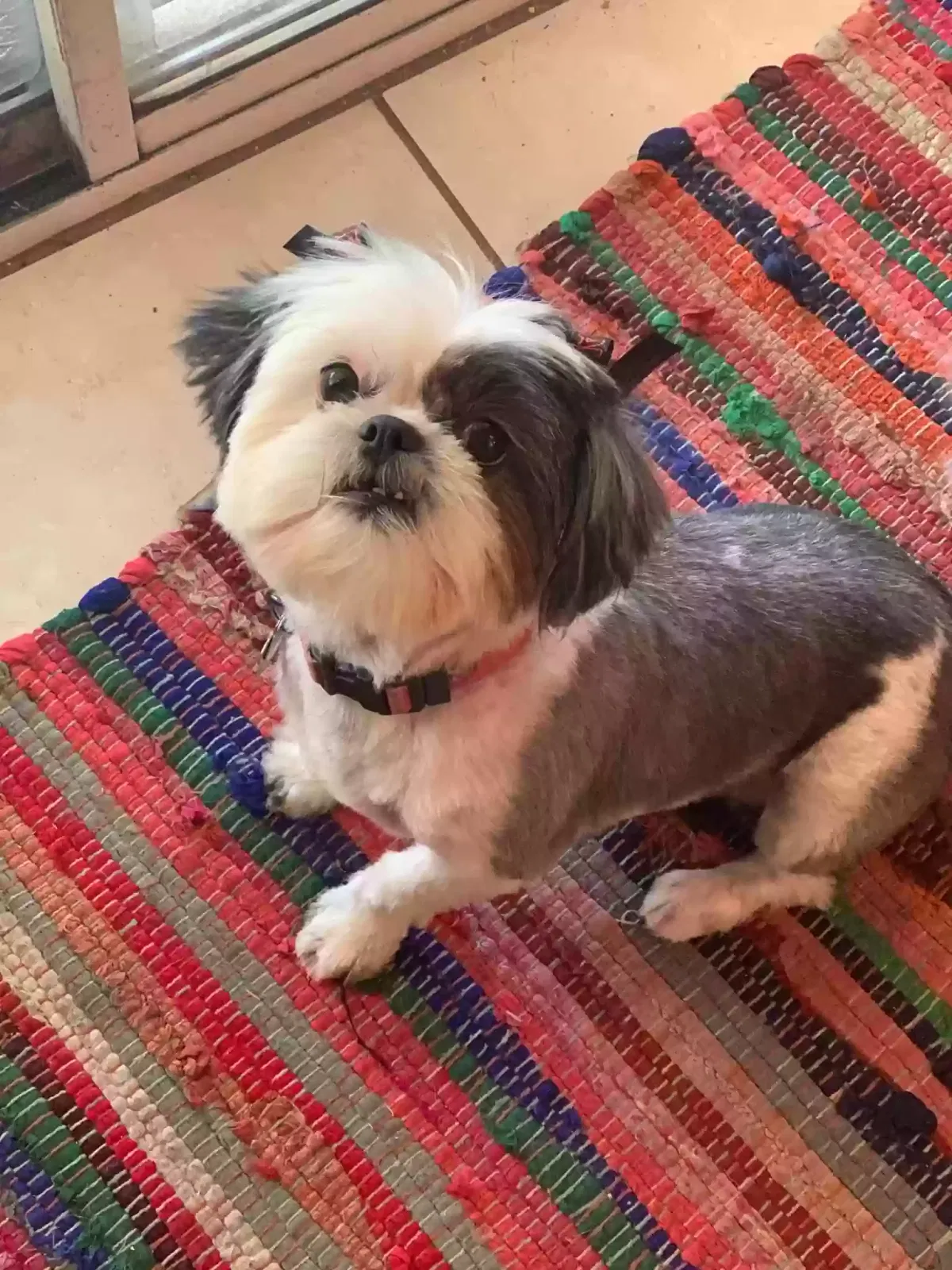 Lost dog in Moreno Valley, CA, 92555