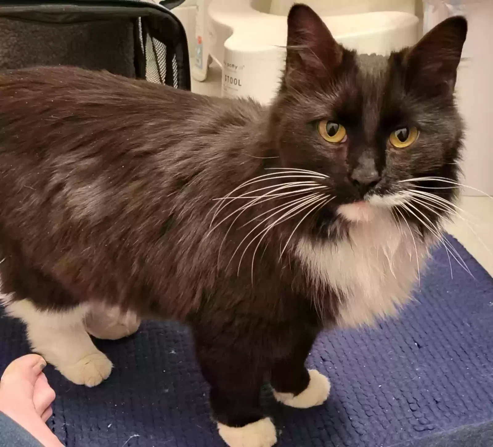 Lost cat in Saint Louis, MO, 63114