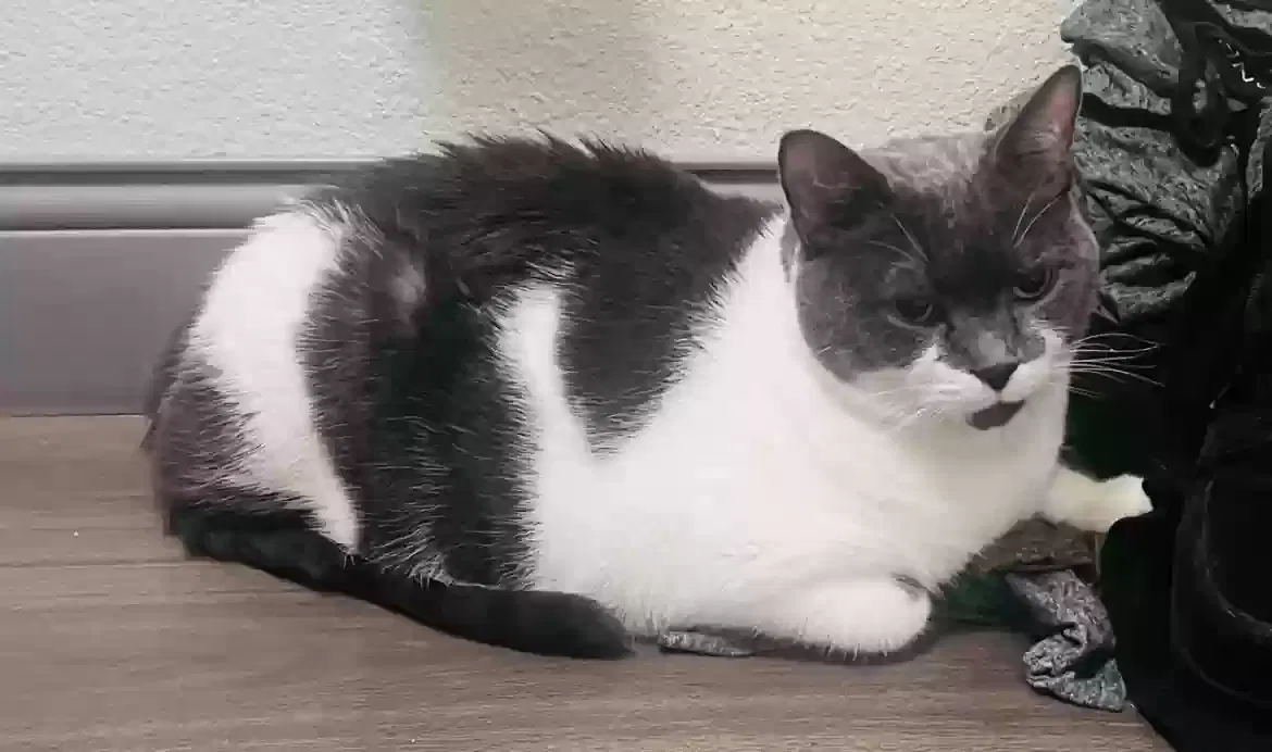 Lost cat in Baltimore, MD, 21217
