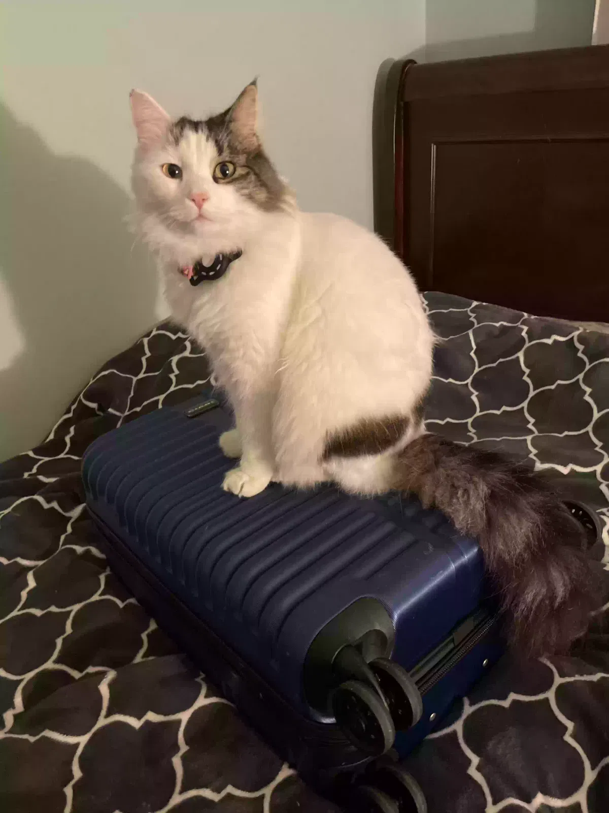 Lost cat in Garden Grove, CA, 92840