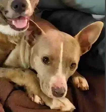 Lost dog in Cedar Creek, TX, 78612