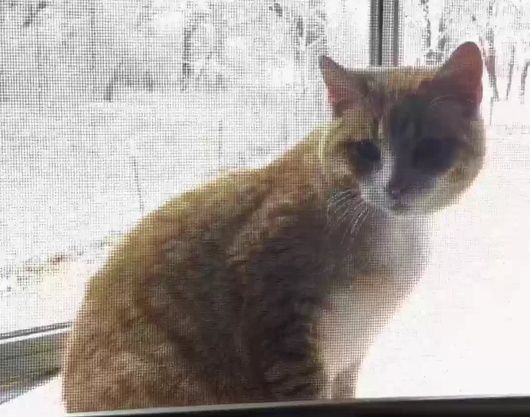 Lost cat in Edmond, OK, 73034