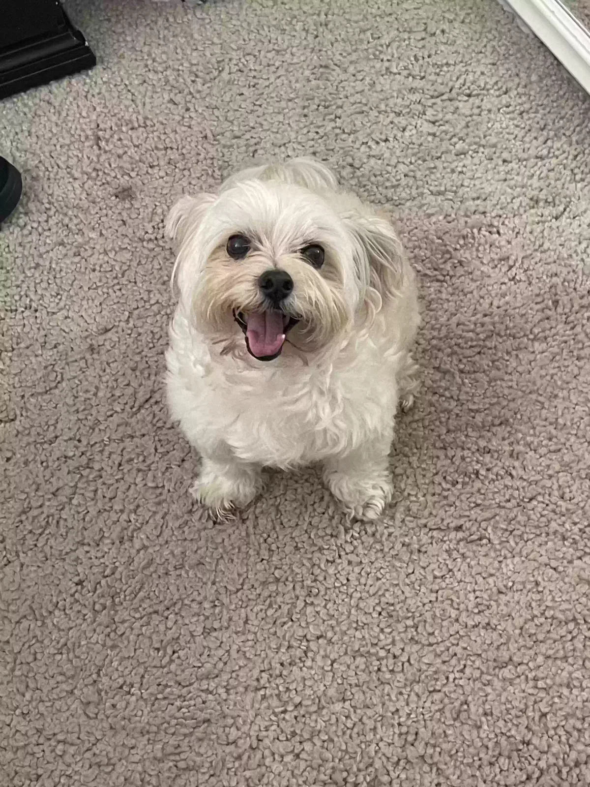 Lost dog in Riverside, CA, 92506