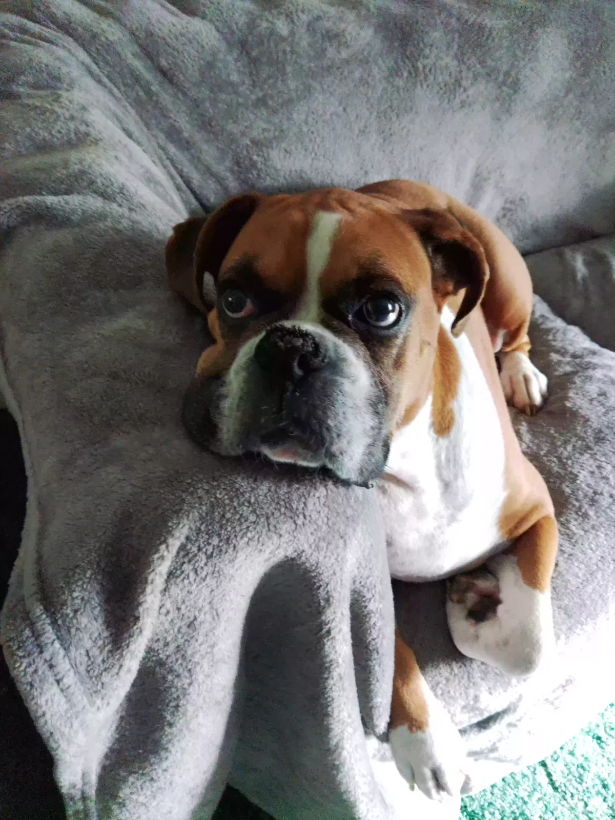 Lost dog in Williston, FL, 32696