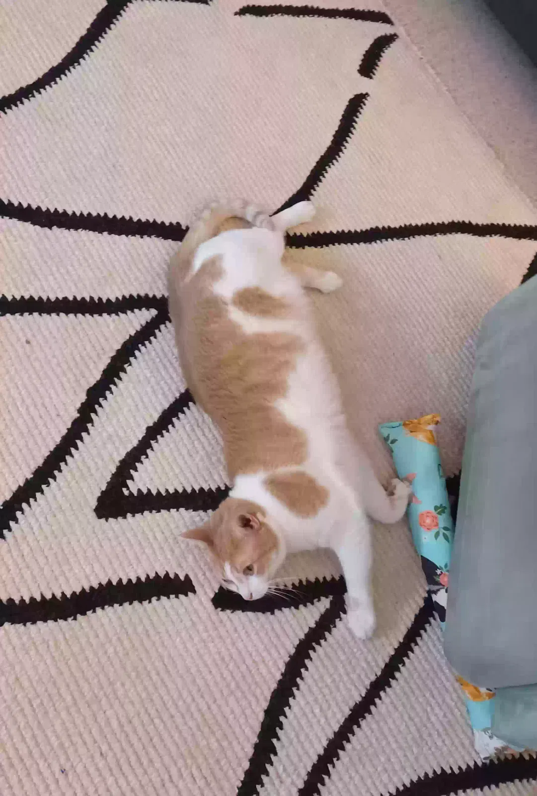 Lost cat in Saint Petersburg, FL, 33710