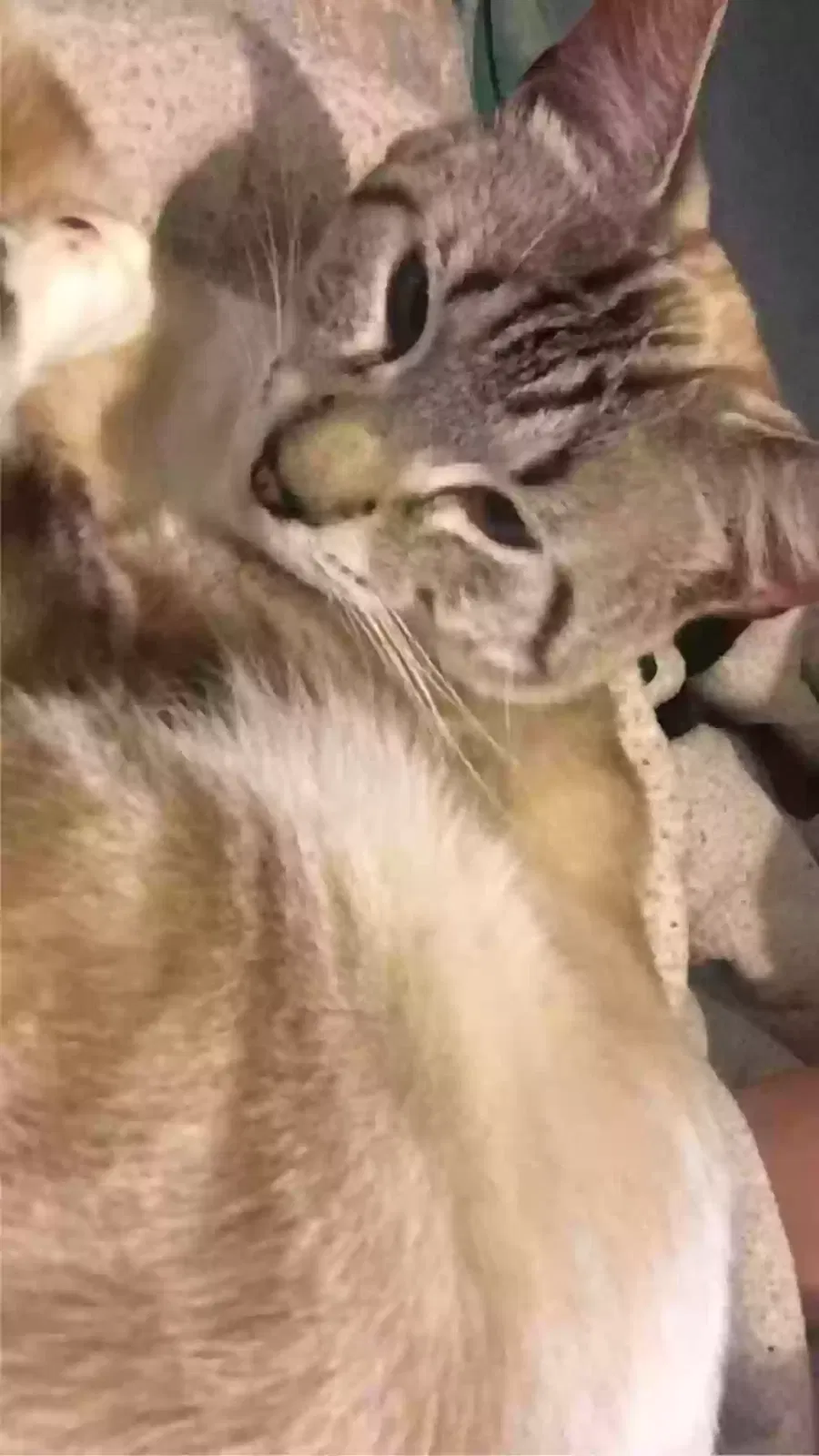 Lost cat in Connellsville, PA, 15425