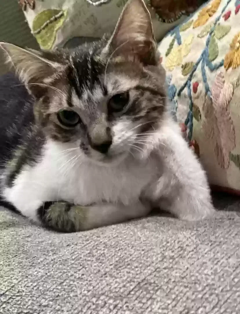 Lost cat in Hemet, CA, 92544