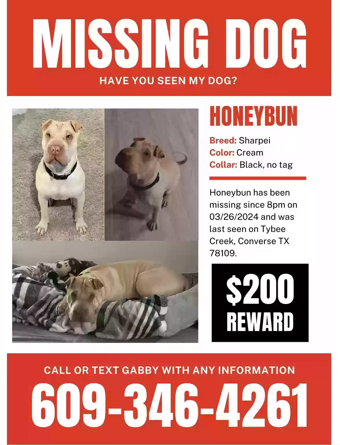 Lost dog in Converse, TX, 78109