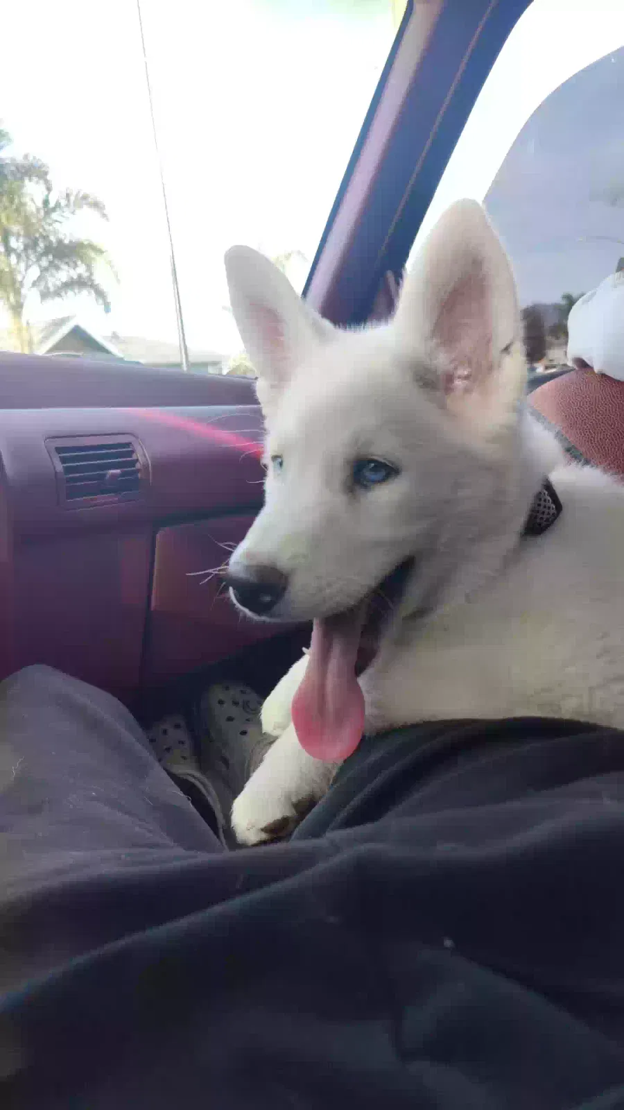 Lost dog in Salinas, CA, 93906