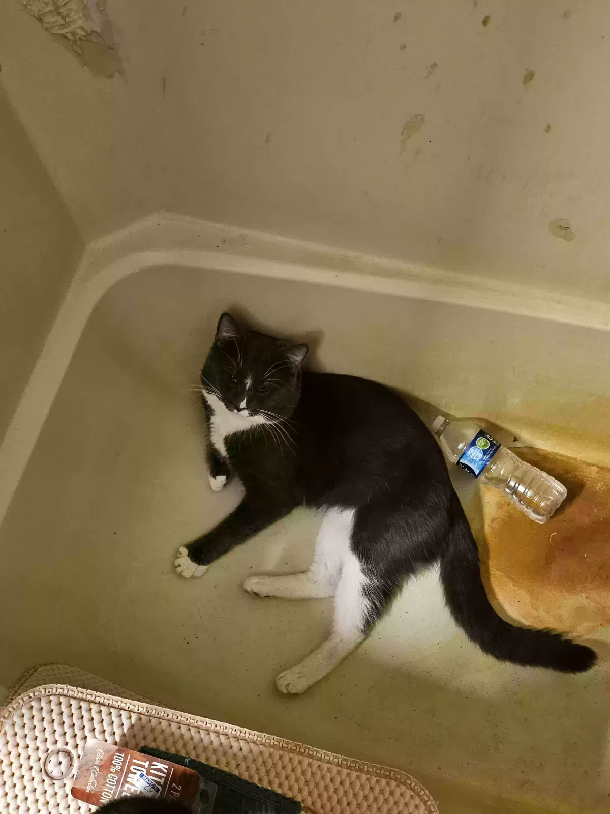 Lost cat in North Canton, OH, 44720