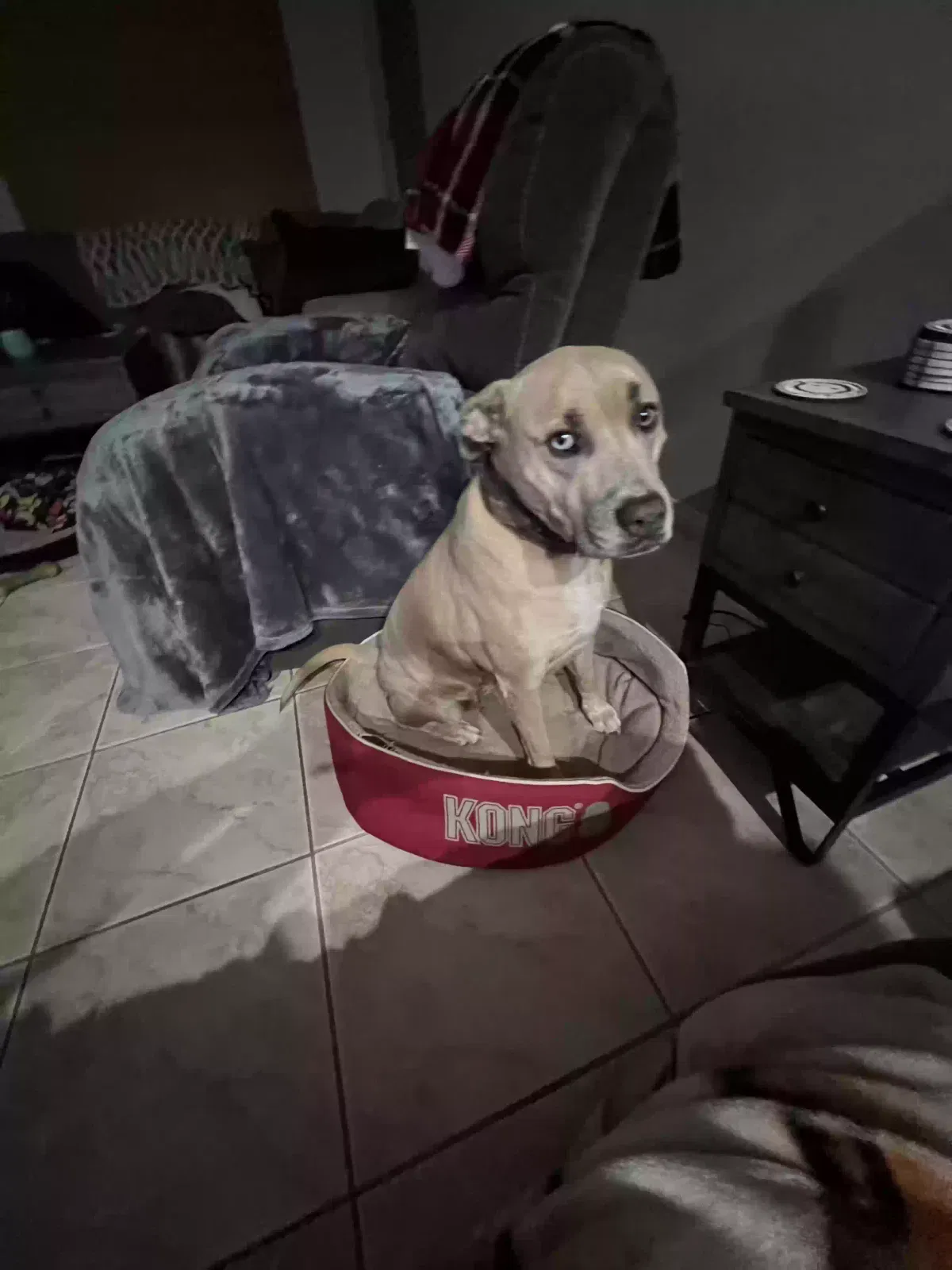 Lost dog in Henderson, NV, 89015
