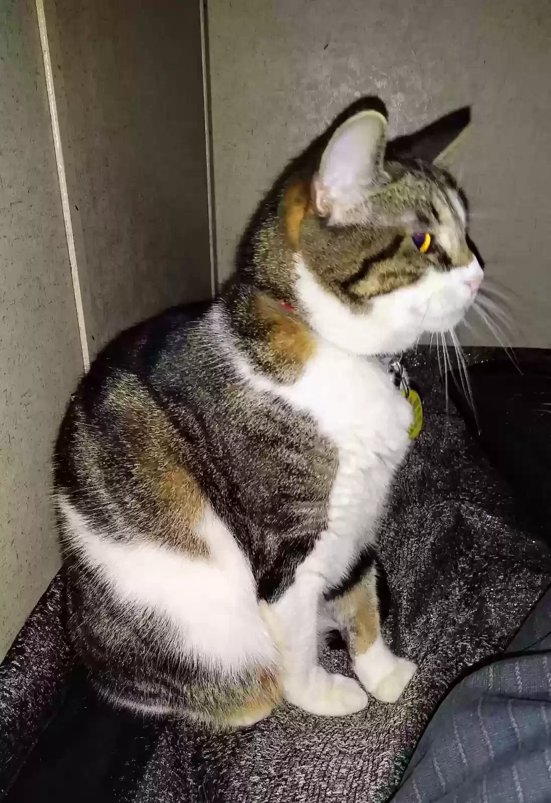 Lost cat in Round Rock, TX, 78665