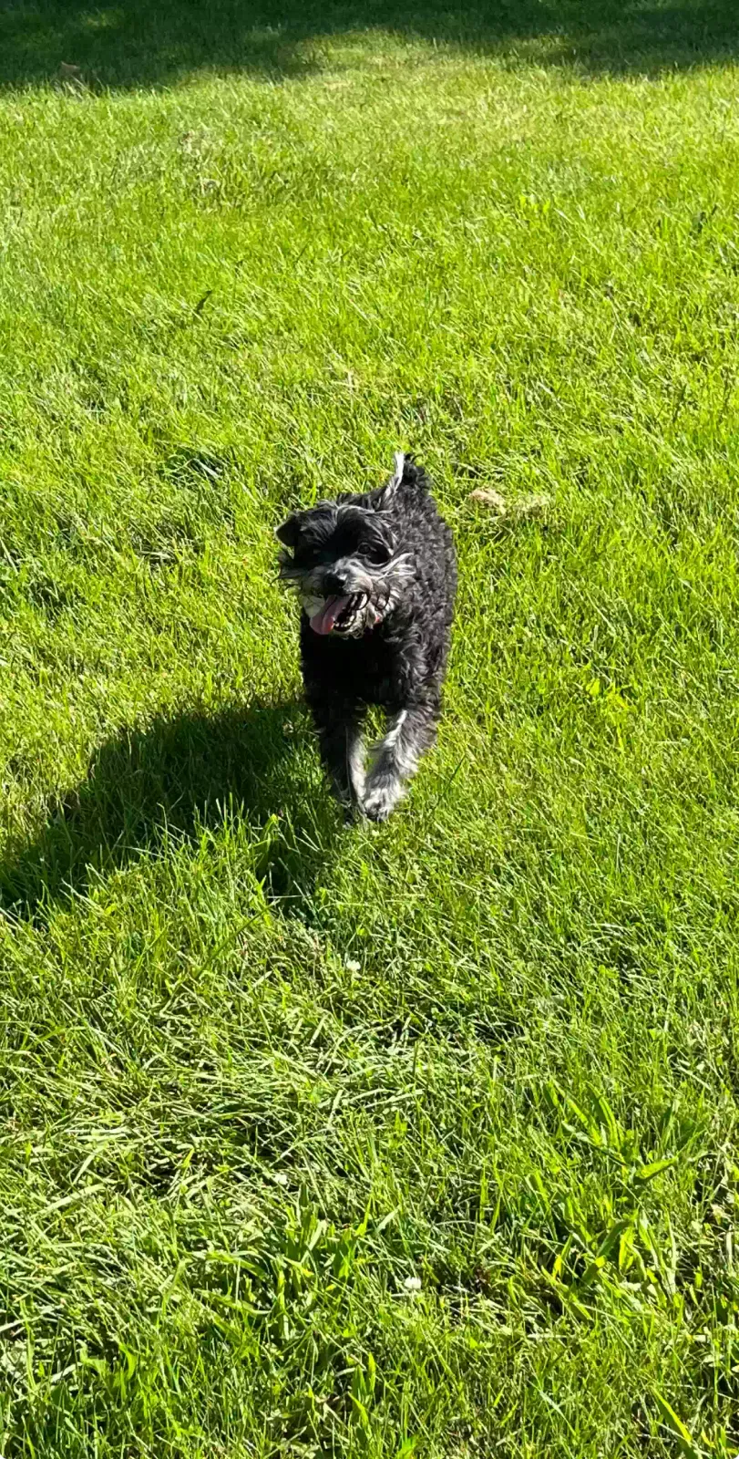 Lost dog in Lincoln Park, MI, 48146