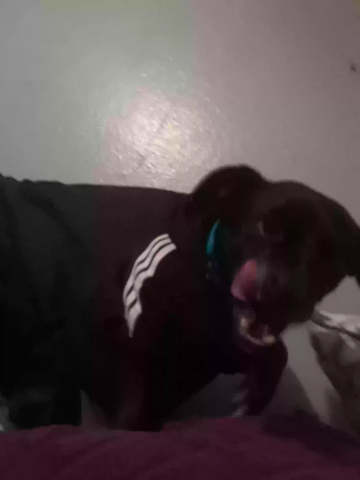 Lost dog in Los Banos, CA, 93635