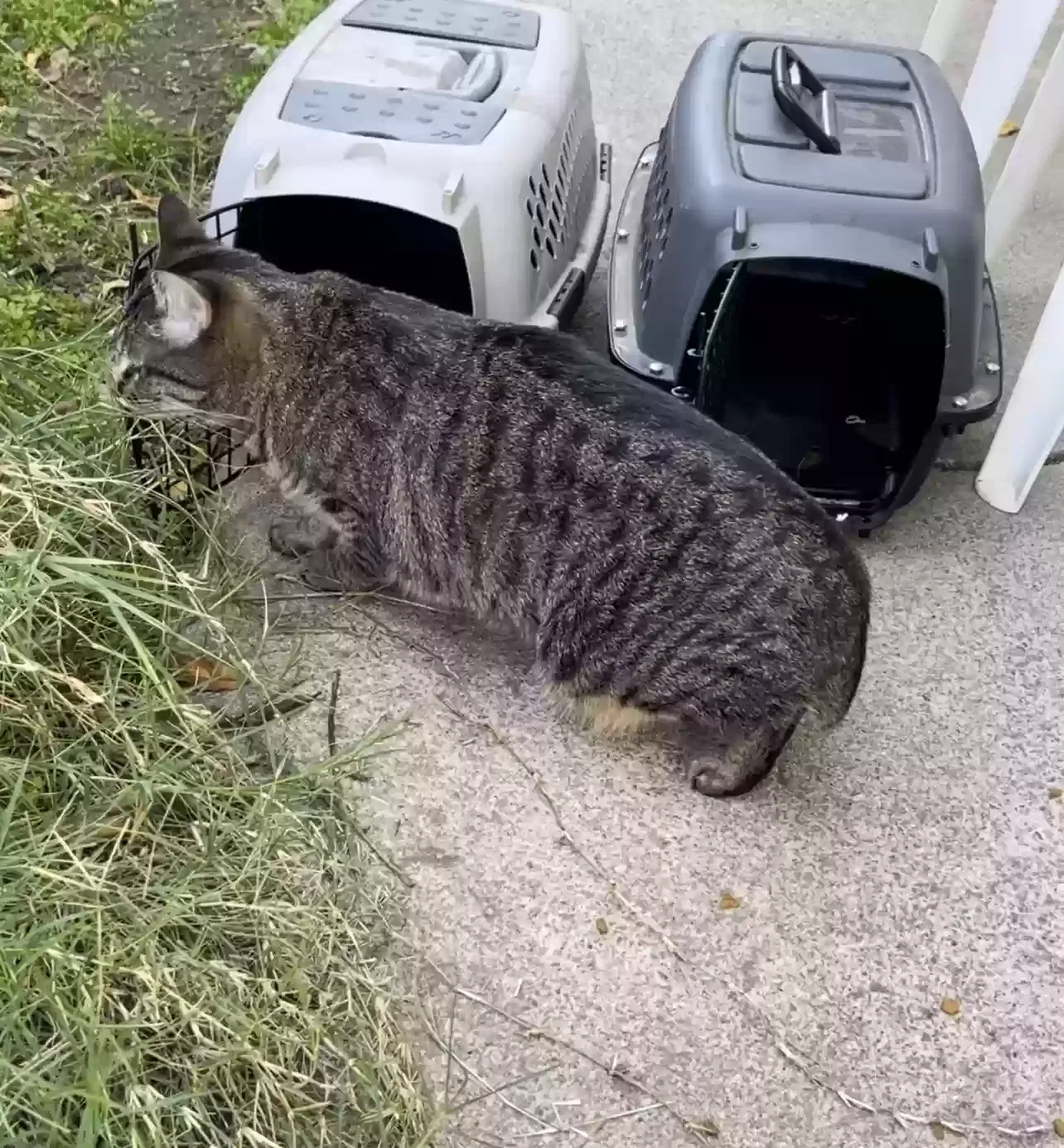 Lost cat in Stockton, CA, 95209