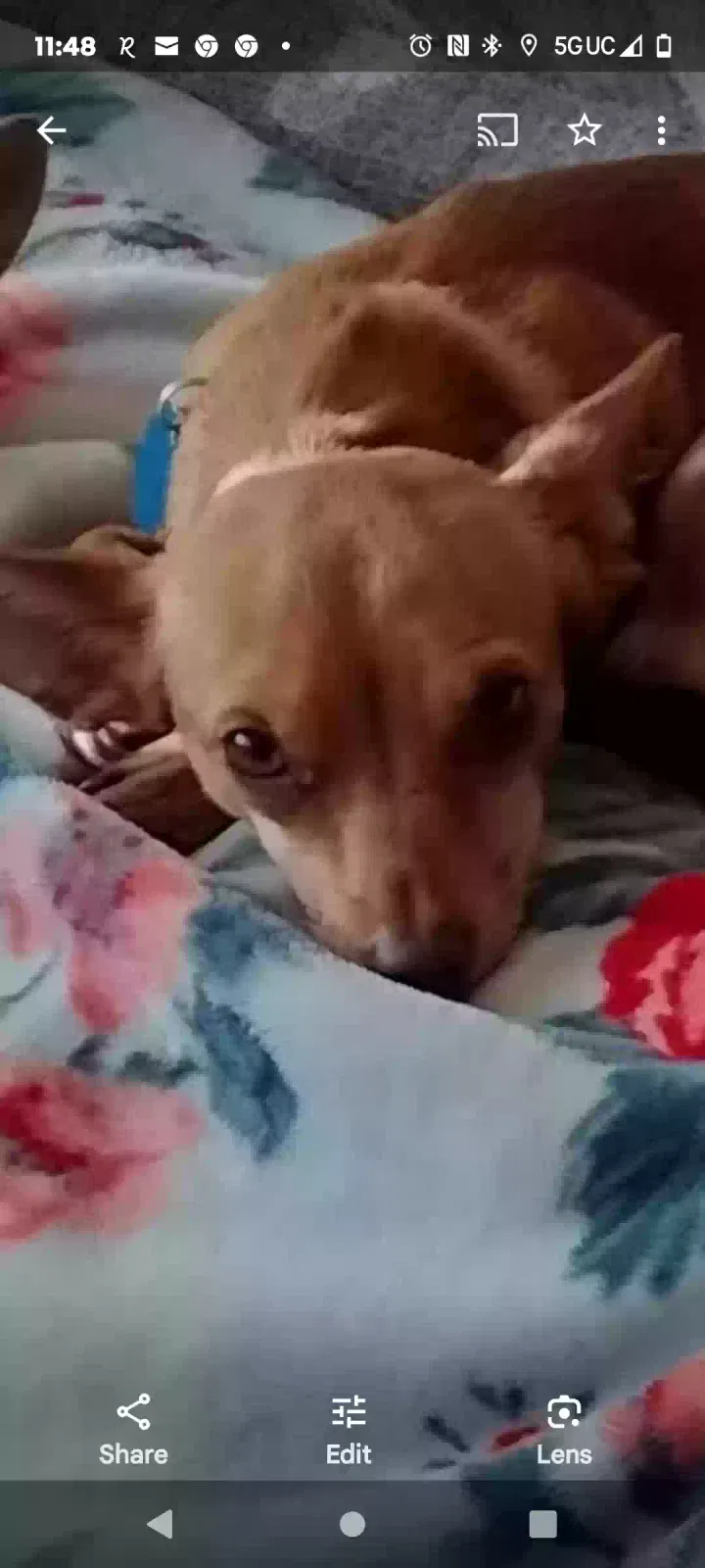 Lost dog in Cleburne, TX, 76033