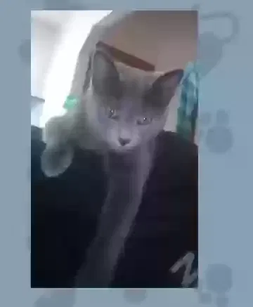 Lost cat in Dayton, OH, 45414