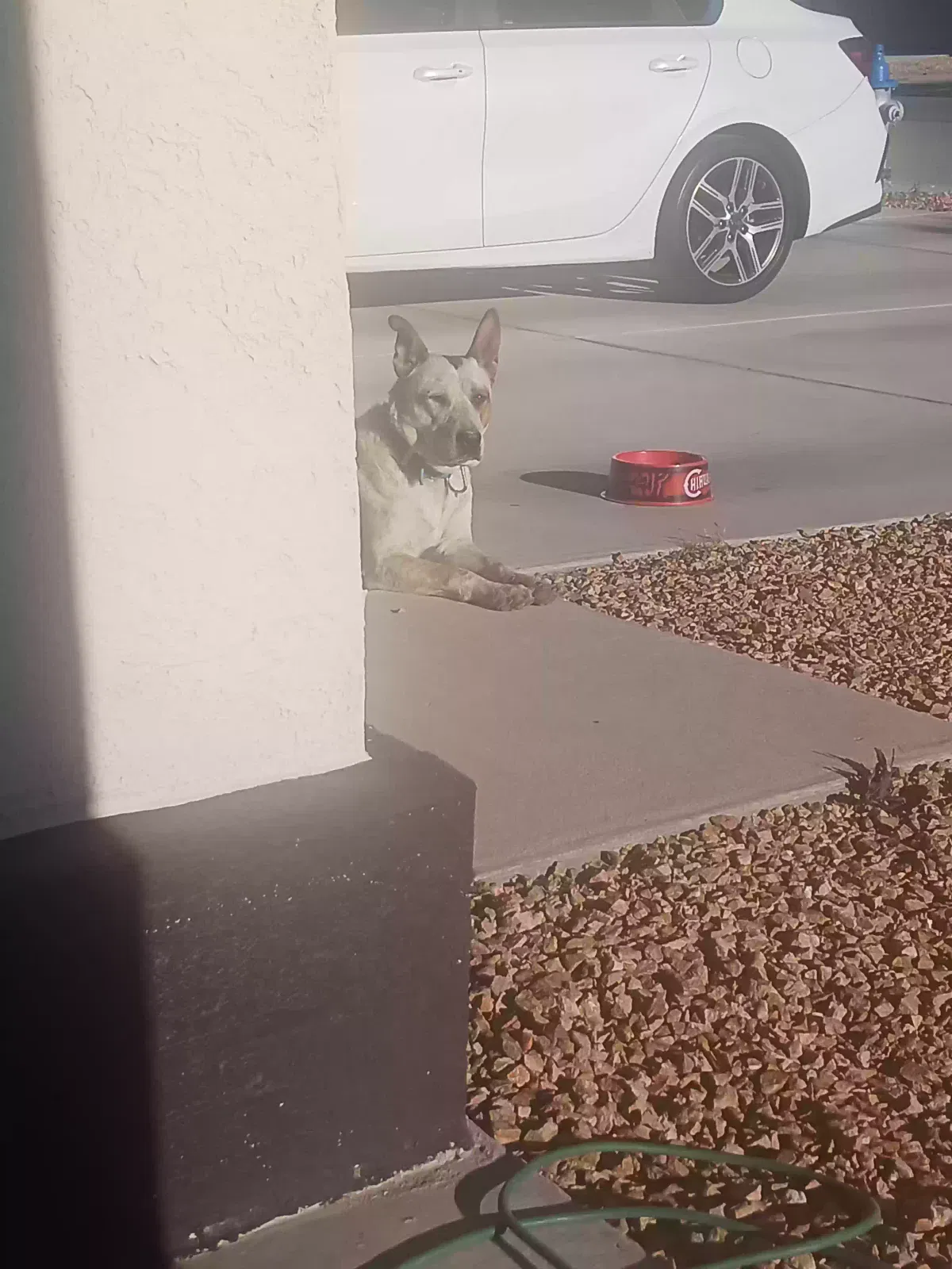 Found dog in El Paso, TX, 79938