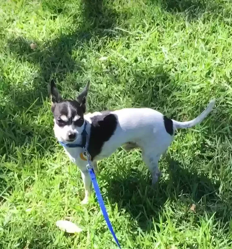 Lost dog in El Monte, CA, 91732
