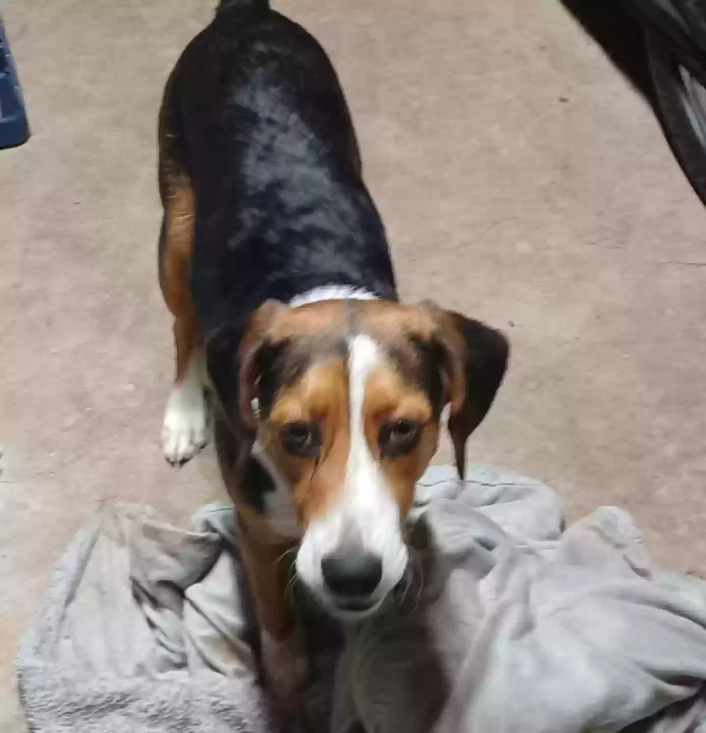Lost dog in Pendleton, KY, 40055