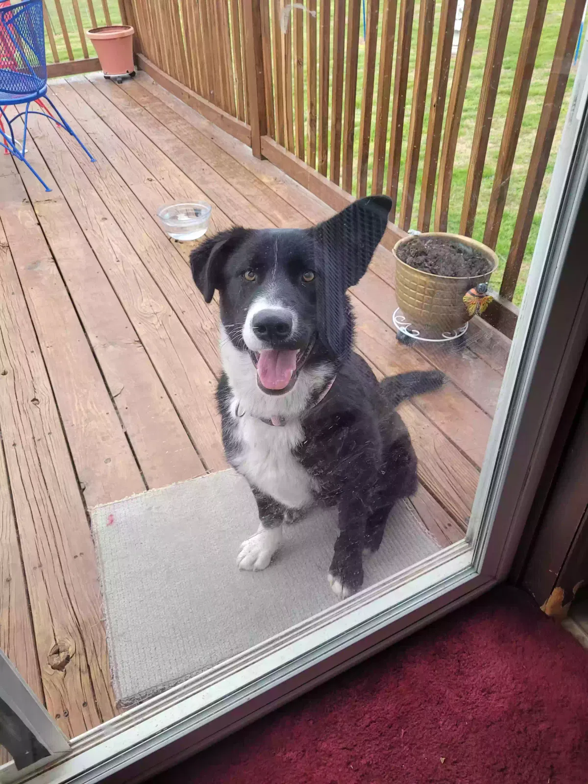 Found dog in Warsaw, MO, 65355