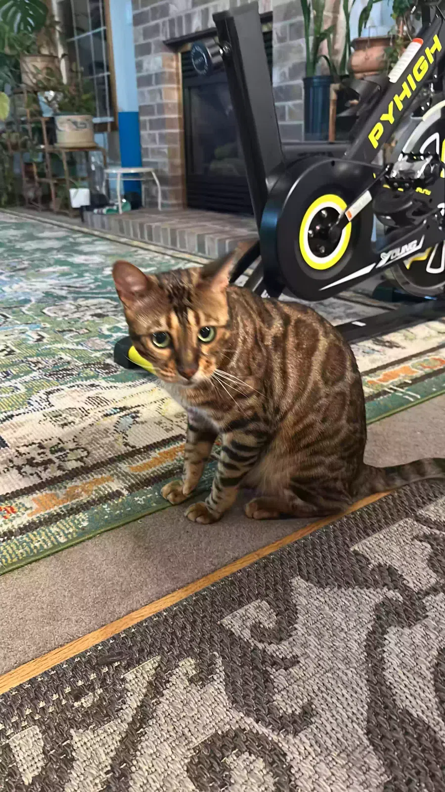 Lost cat in Portland, OR, 97266
