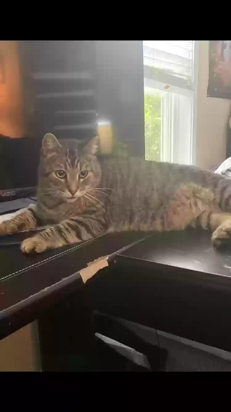 Lost cat in Lafayette, LA, 70506