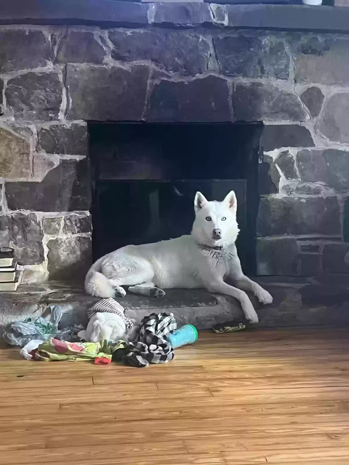 Lost dog in Cleveland, TN, 37323