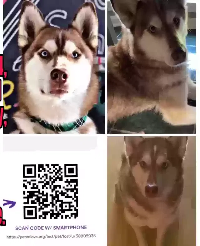 Lost dog in Phenix City, AL, 36870