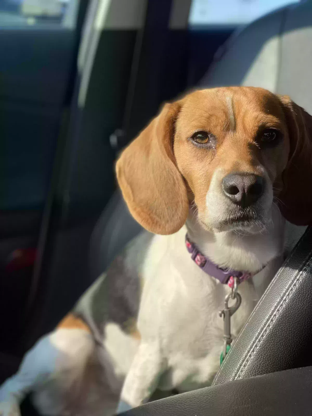Lost dog in Houston, TX, 77015