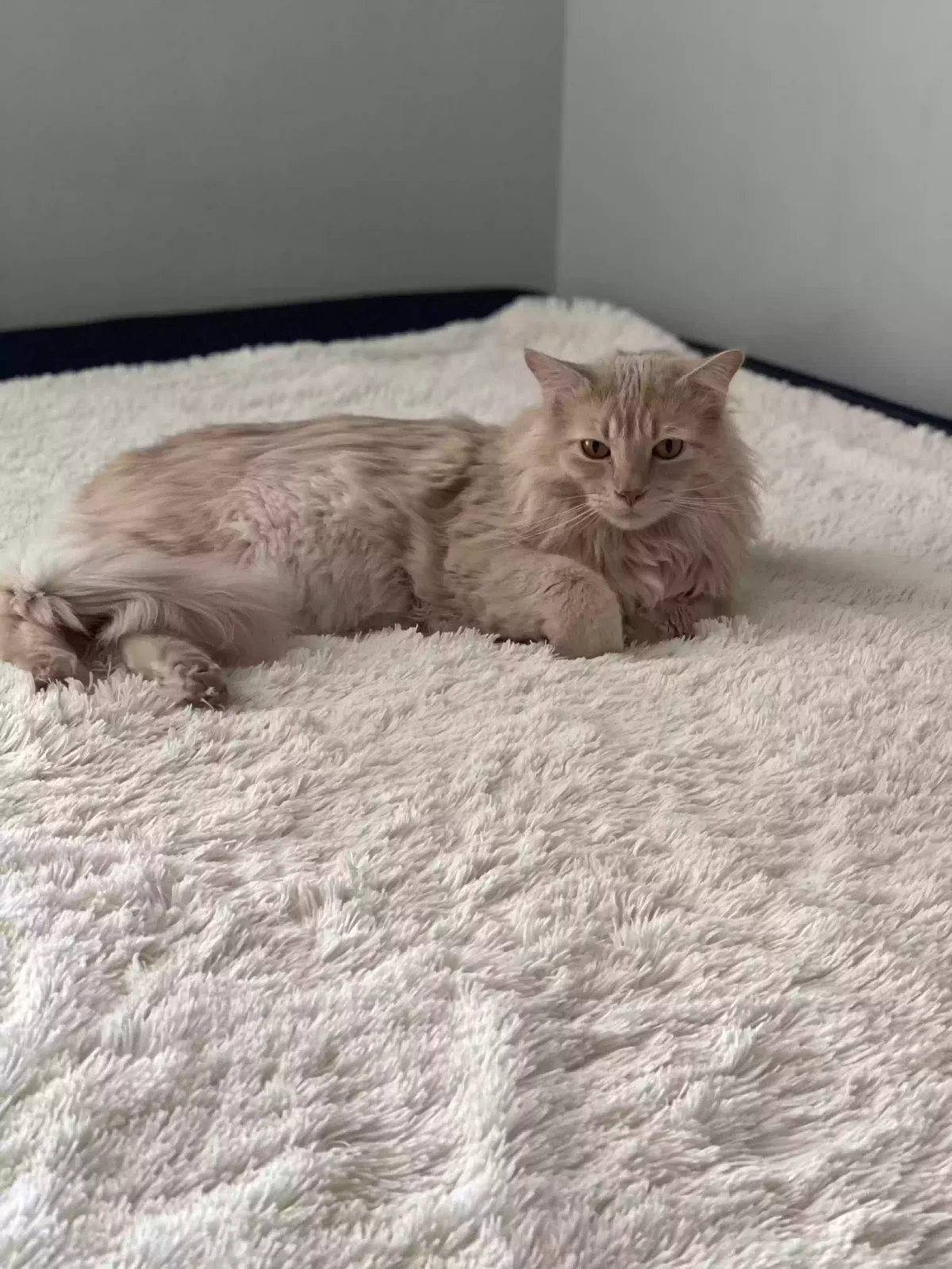 Lost cat in Colorado Springs, CO, 80907