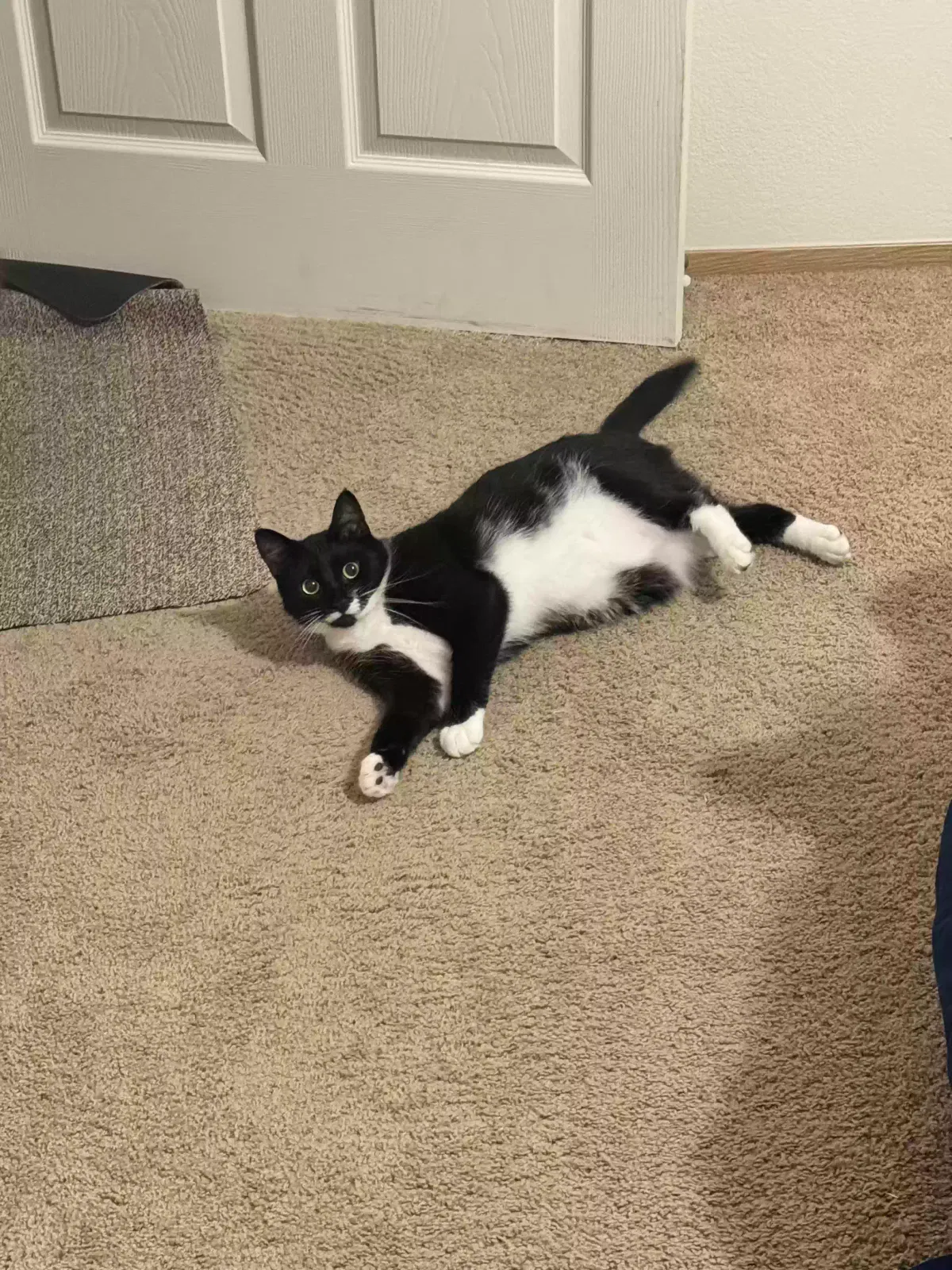 Lost cat in Gladstone, OR, 97027