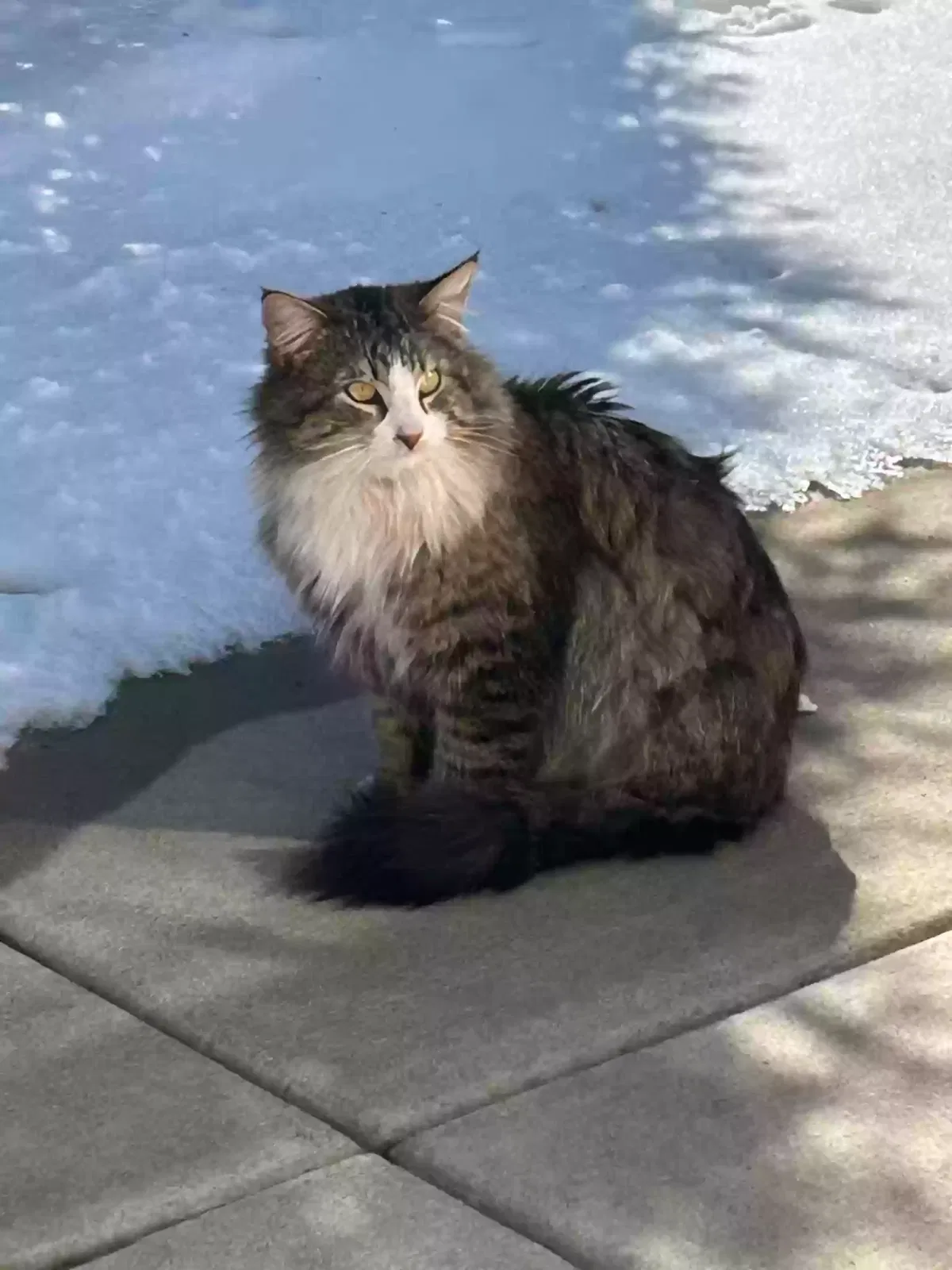 Found cat in Rosemount, MN, 55068