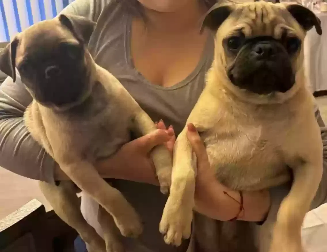 Lost dog in Bakersfield, CA, 93307