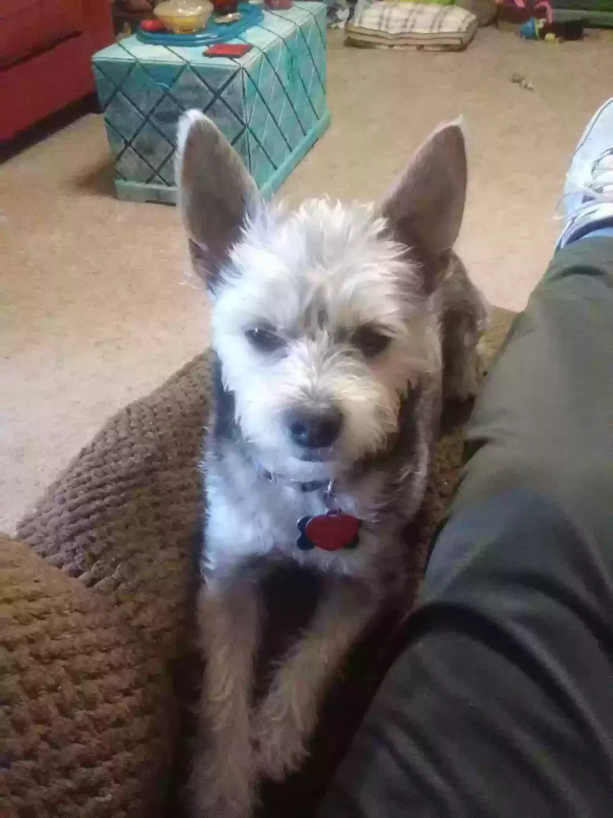 Lost dog in Lubbock, TX, 79416