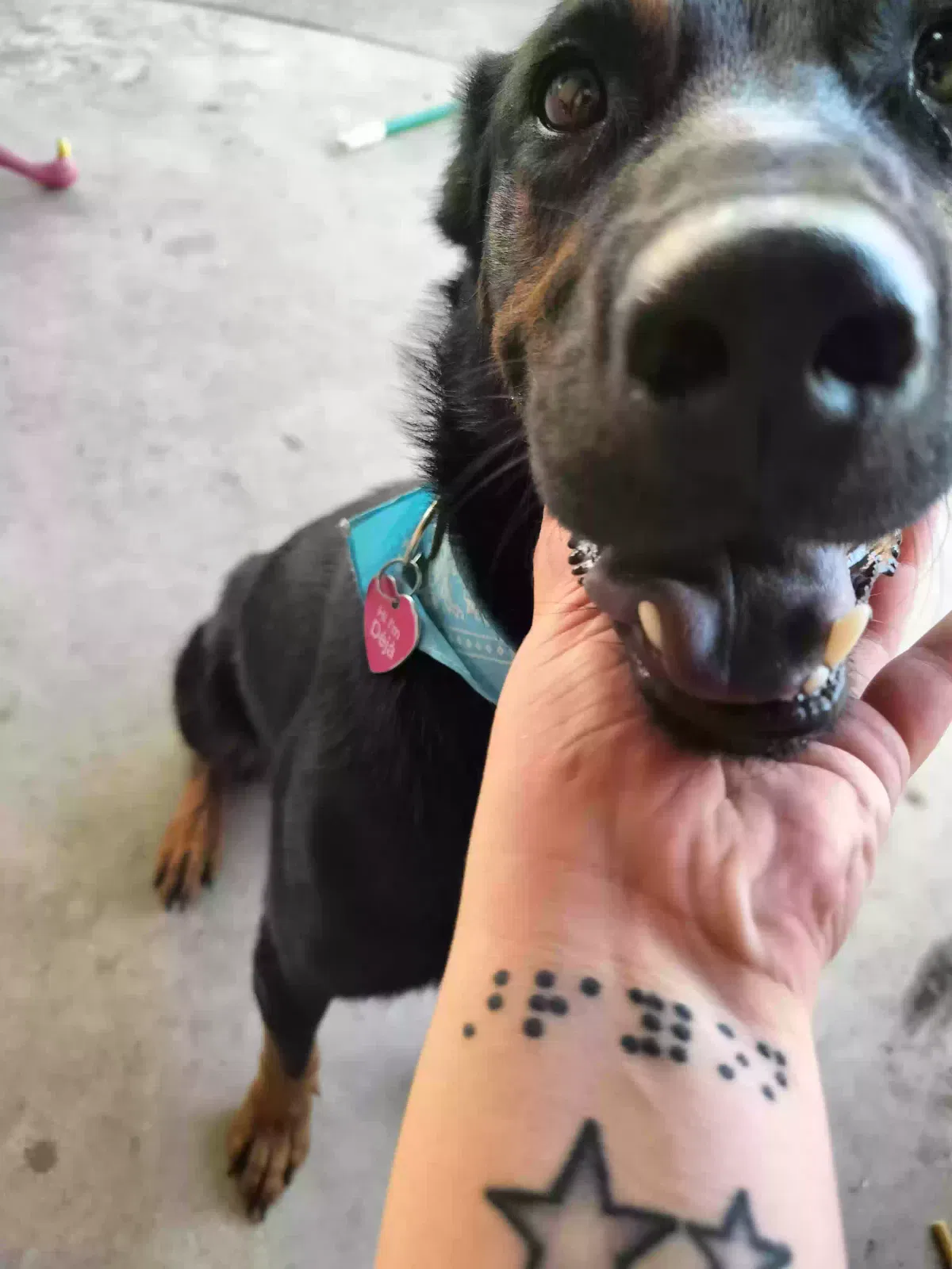Lost dog in Glendale, AZ, 85301