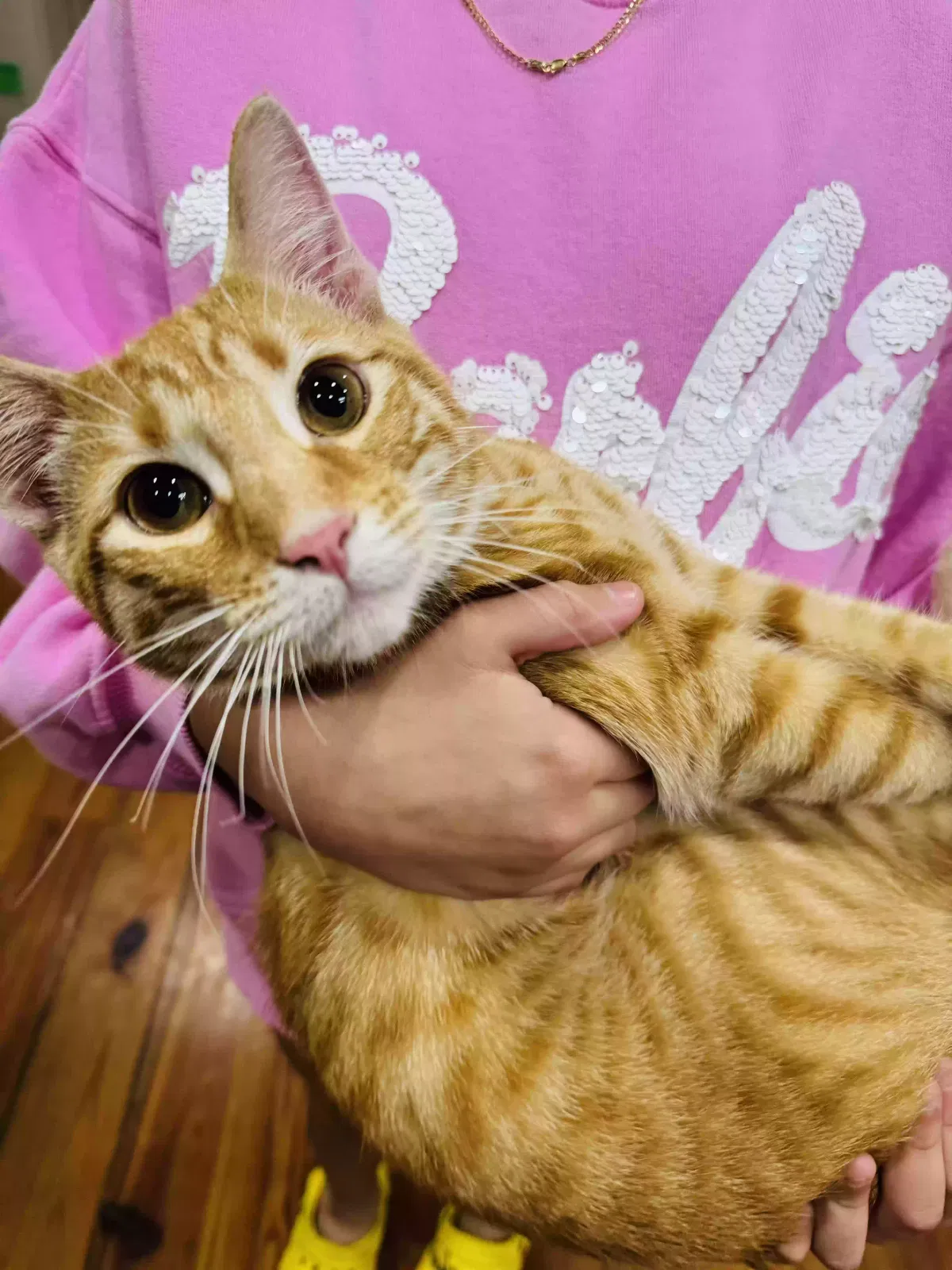 Lost cat in Baton Rouge, LA, 70810