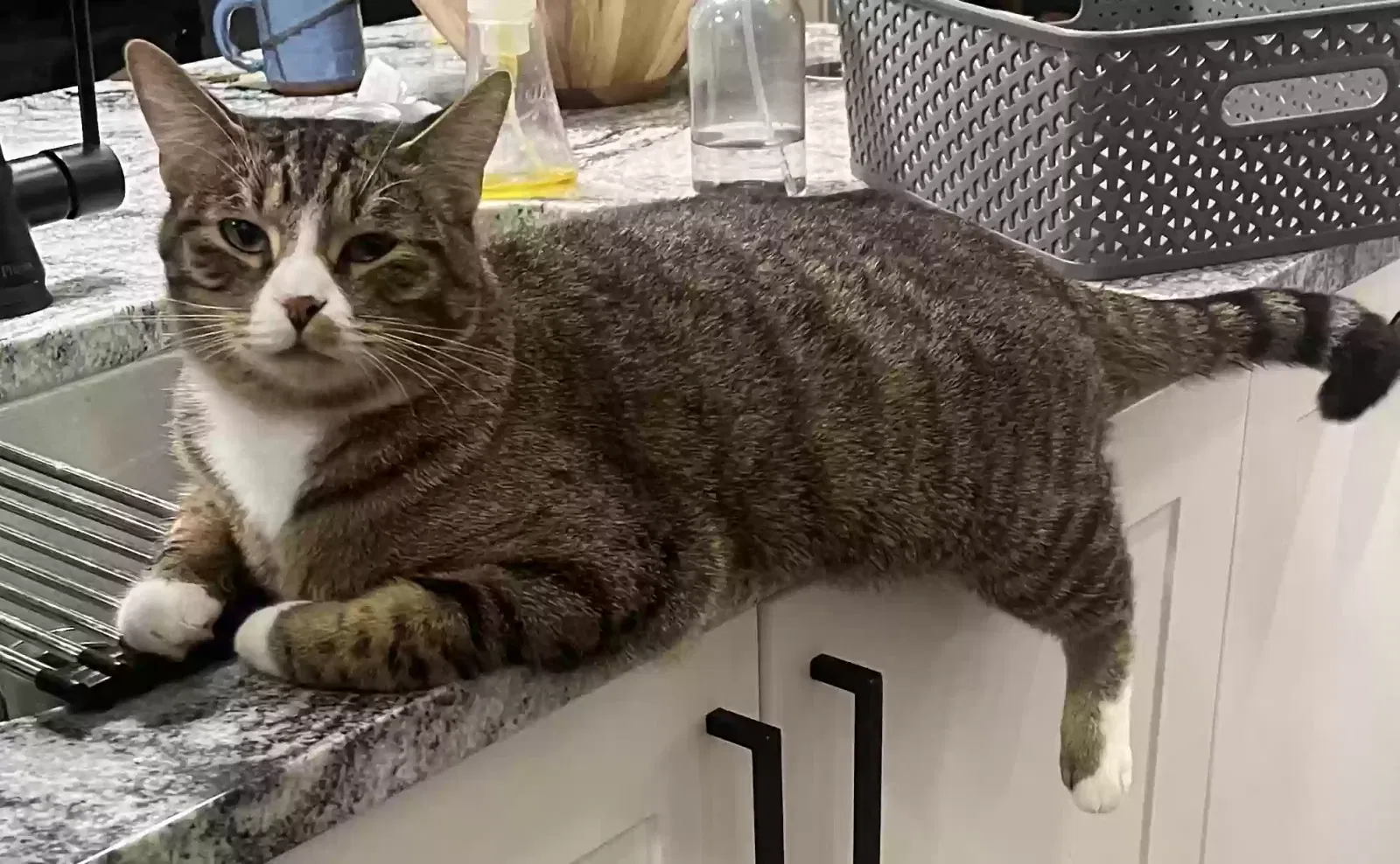 Lost cat in Fort Worth, TX, 76107