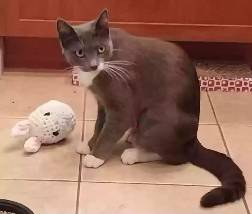 Lost cat in Lakewood, CA, 90713