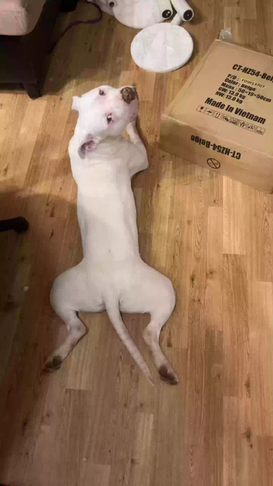 Lost dog in Grand Prairie, TX, 75050