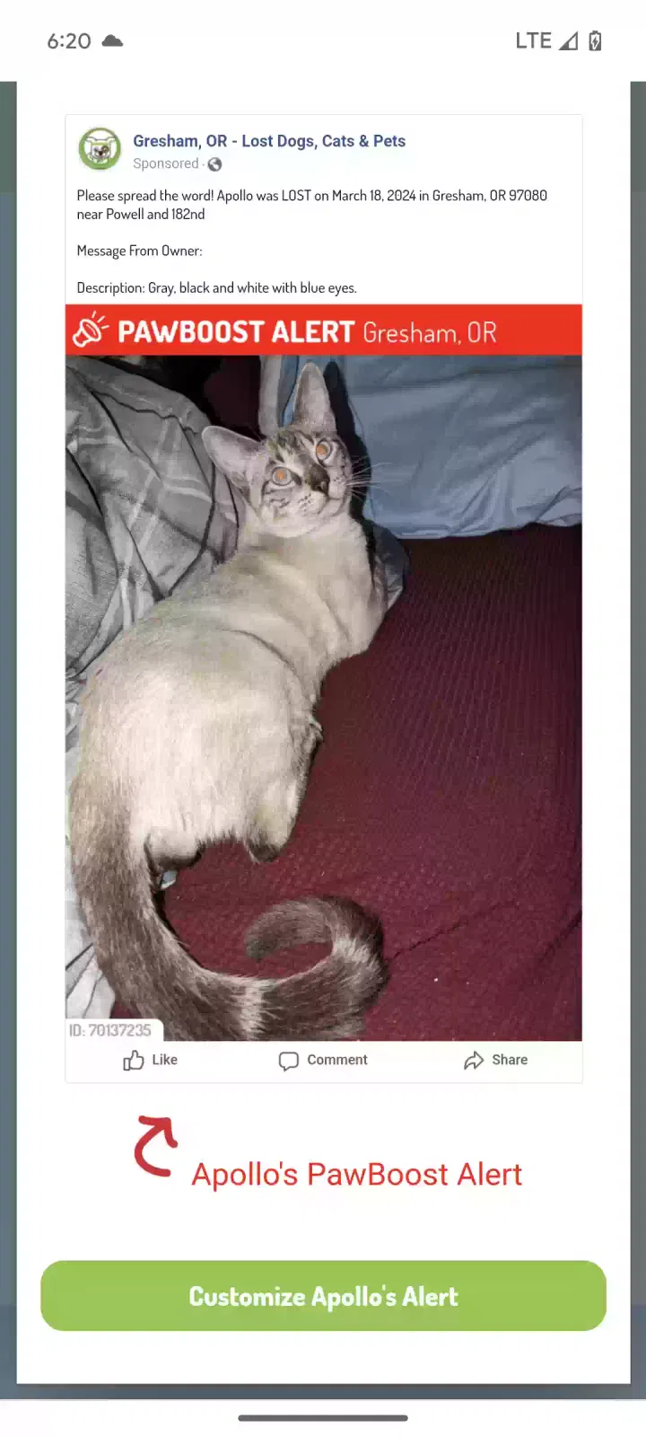 Lost cat in Gresham, OR, 97080