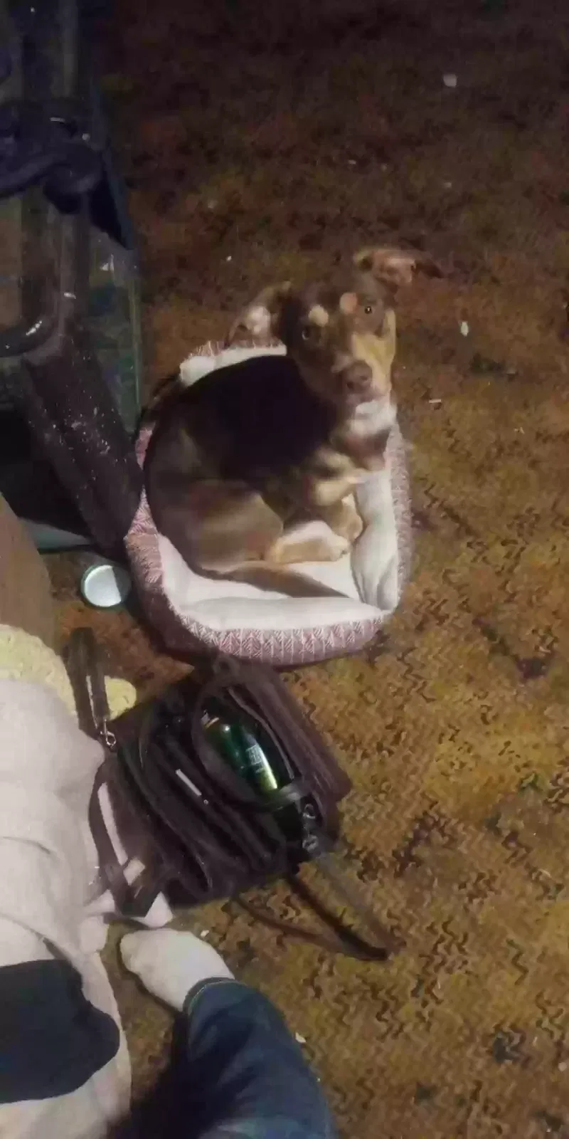 Lost dog in Cleveland, GA, 30528