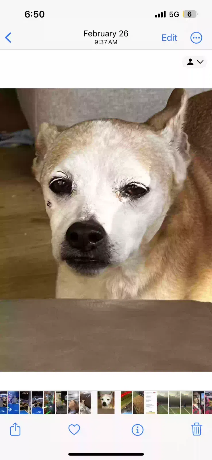 Lost dog in Varnville, SC, 29944