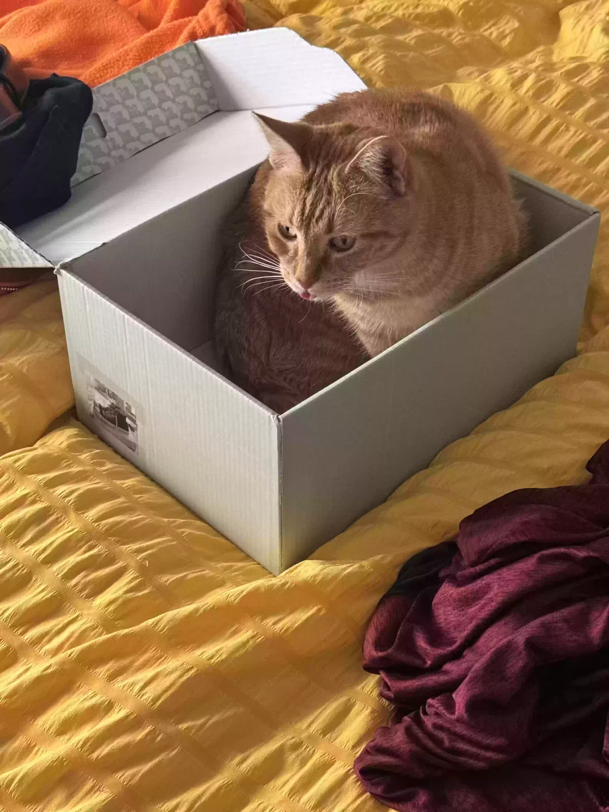 Lost cat in Yucaipa, CA, 92399